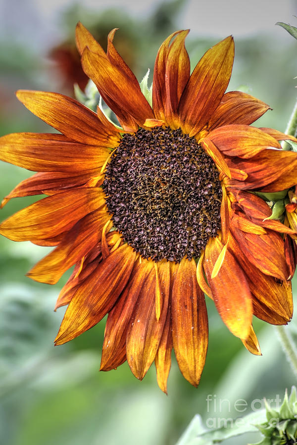 Sunflower Photograph by Rick Mann - Fine Art America