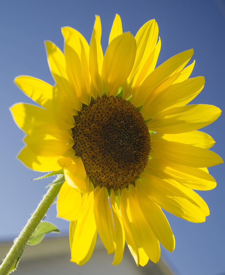 Sunflower Photograph by Rick Mosher
