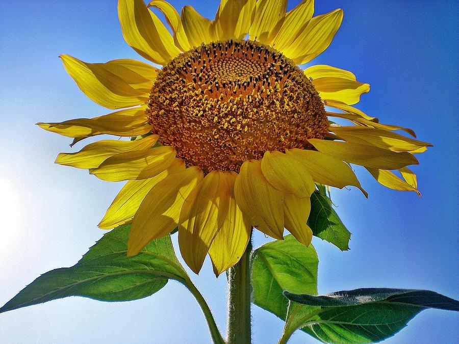 Sunflower Photograph - Sunflower Rise by Bill Noonan
