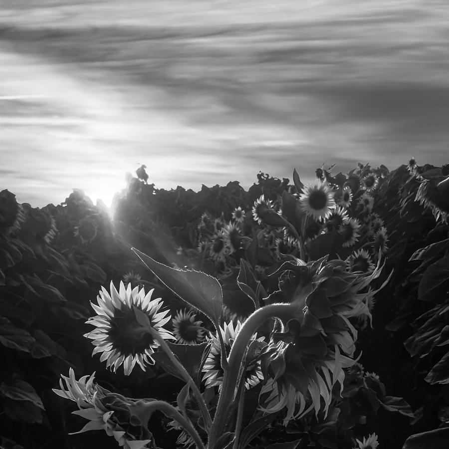 Flower Photograph - Sunflower Rise in Black and White by Wes Jimerson