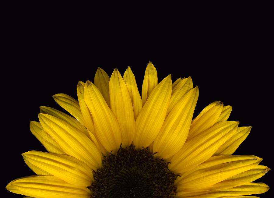 Sunflower Rising Photograph by Deborah J Humphries