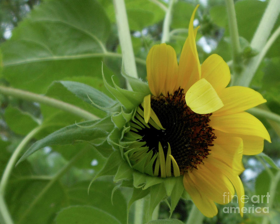 Sunflower Rising Photograph by Kristin Aquariann