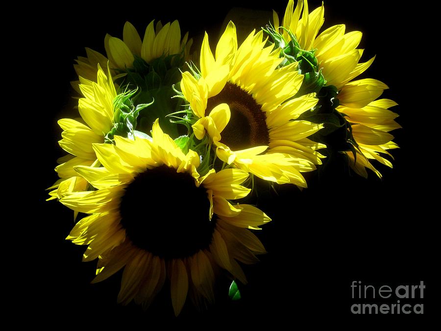 Sunflower Photograph by Robert D McBain