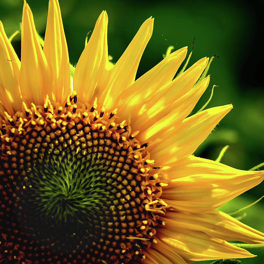 Sunflower Photograph by Robert Mitchell