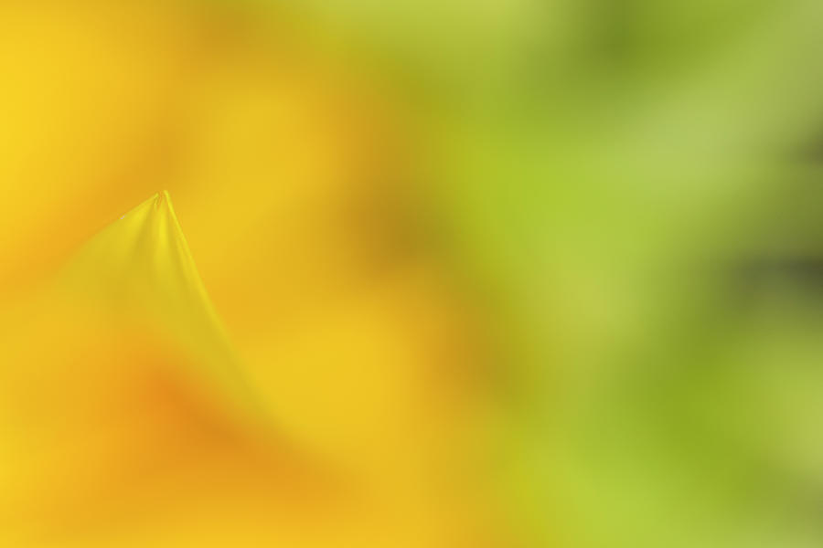 Flower Photograph - Sunflower by Roberto Aloi Flower Photograph - Sunflower by Roberto Aloi