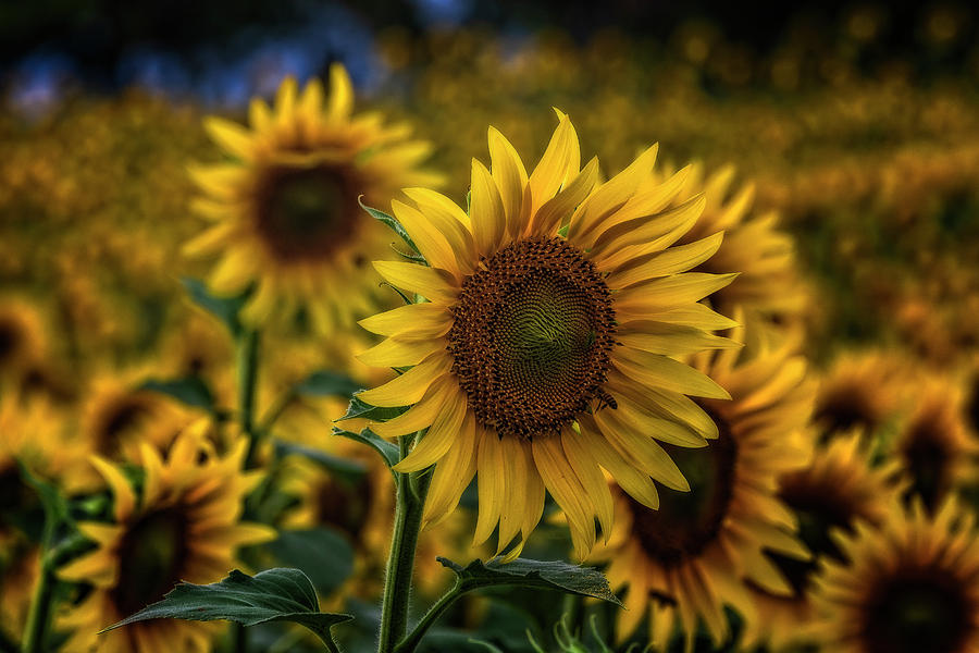 Sunflower Photograph by Roberto Pagani