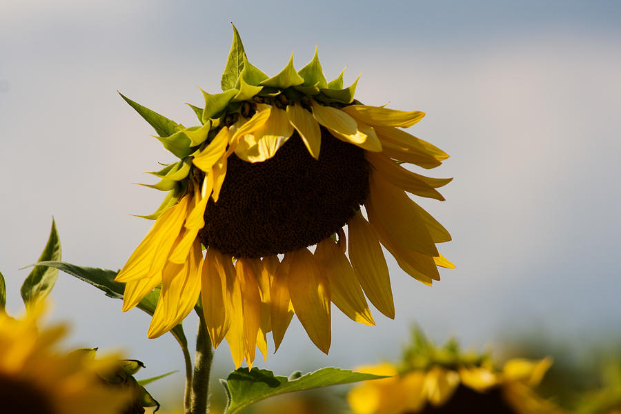 Sunflower Photograph - Sunflower by Robin Lynne Schwind