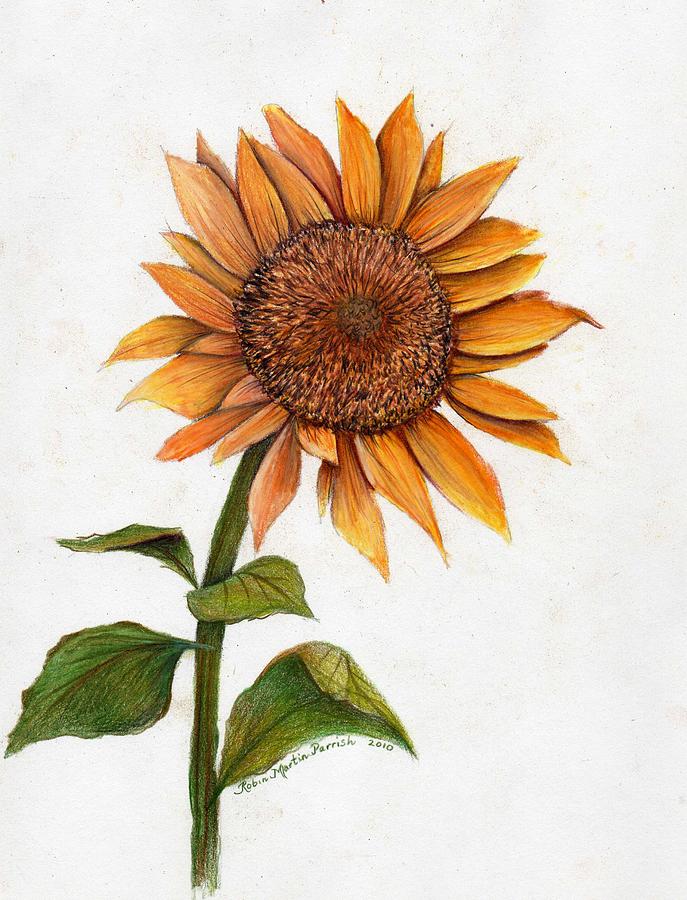 Sunflower Drawing by Robin Martin Parrish