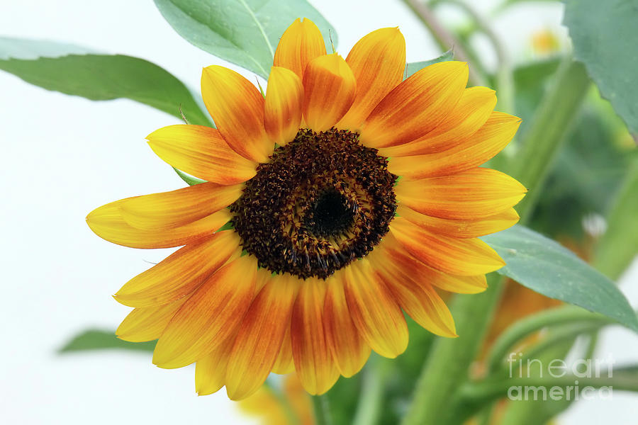 Sunflower Photograph by Roger Becker