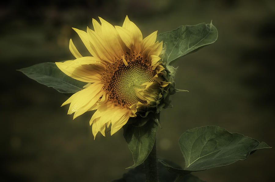 Sunflower Photograph - Sunflower Romantica by Richard Cummings