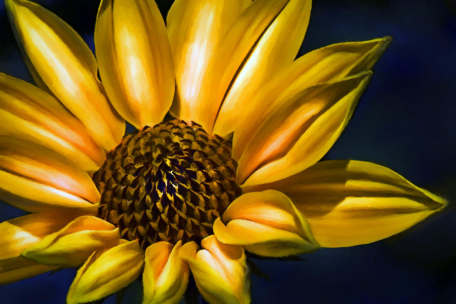 Sunflower Digital Art by Ronald Bolokofsky
