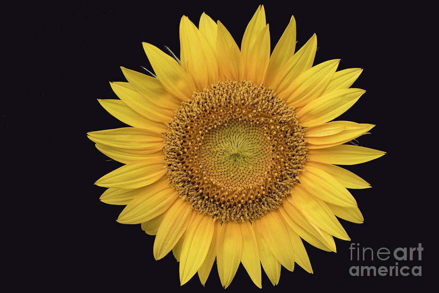 Sunflower by Ron Sadlier Sunflower by Ron Sadlier