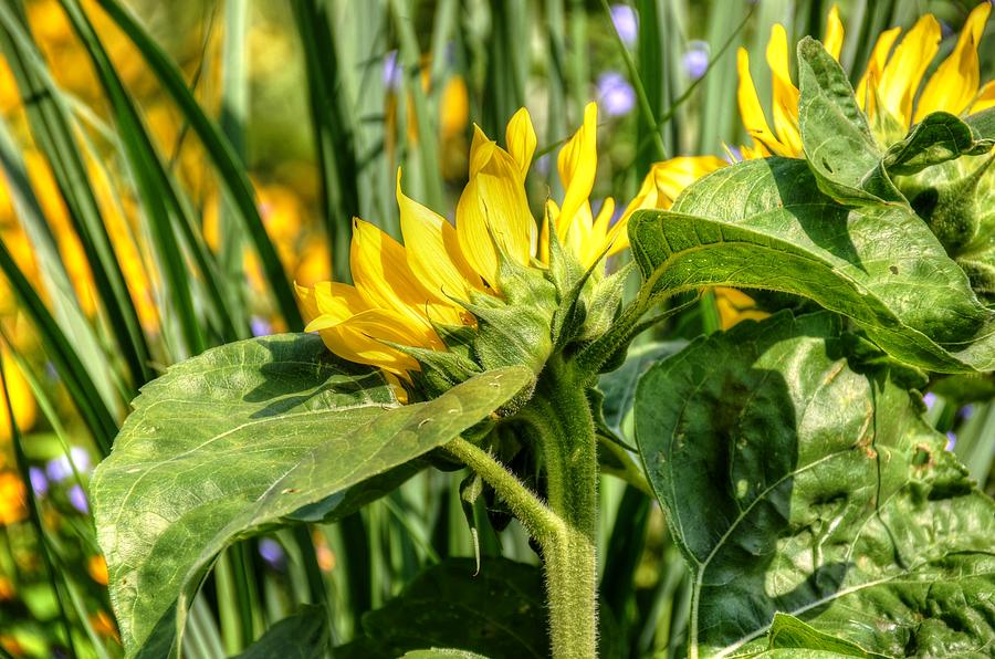 Sunflower Photograph by Ronda Ryan