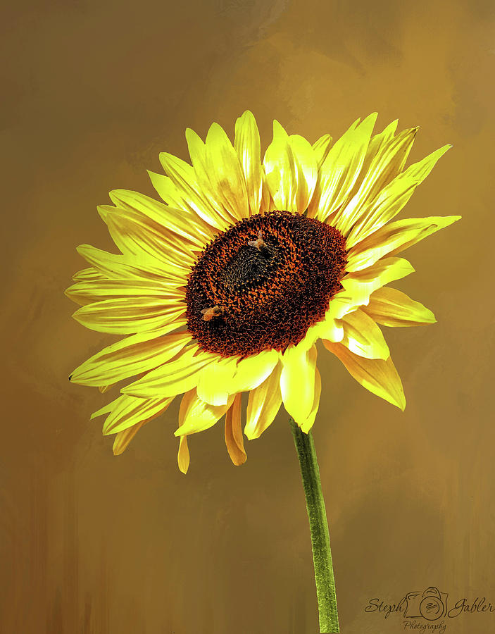 Sunflower Salute Photograph by Steph Gabler