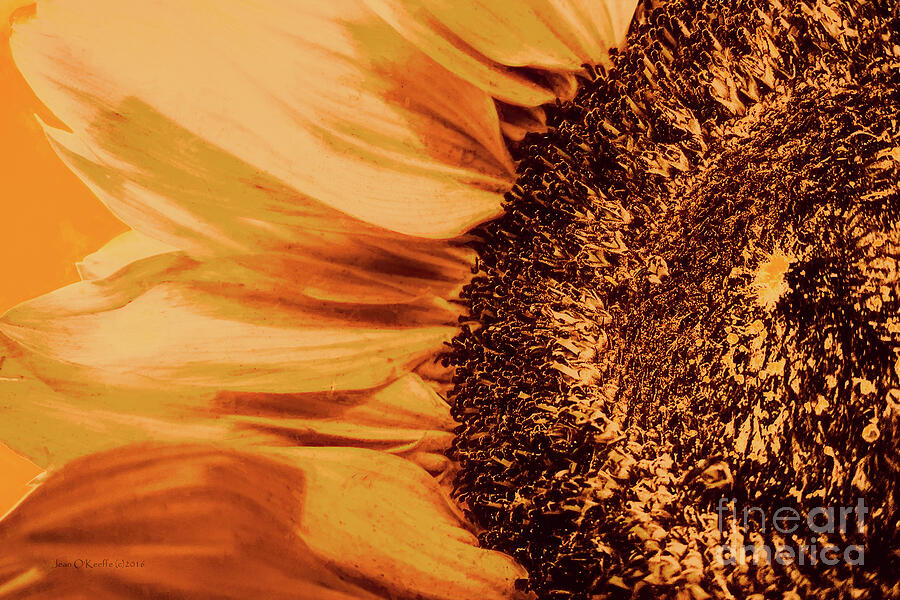 Sunflower Salvo Digital Art by Jean OKeeffe Macro Abundance Art