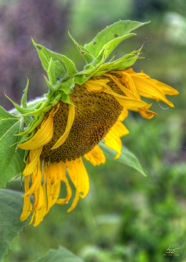 Sunflower Photograph by Sam Davis Johnson