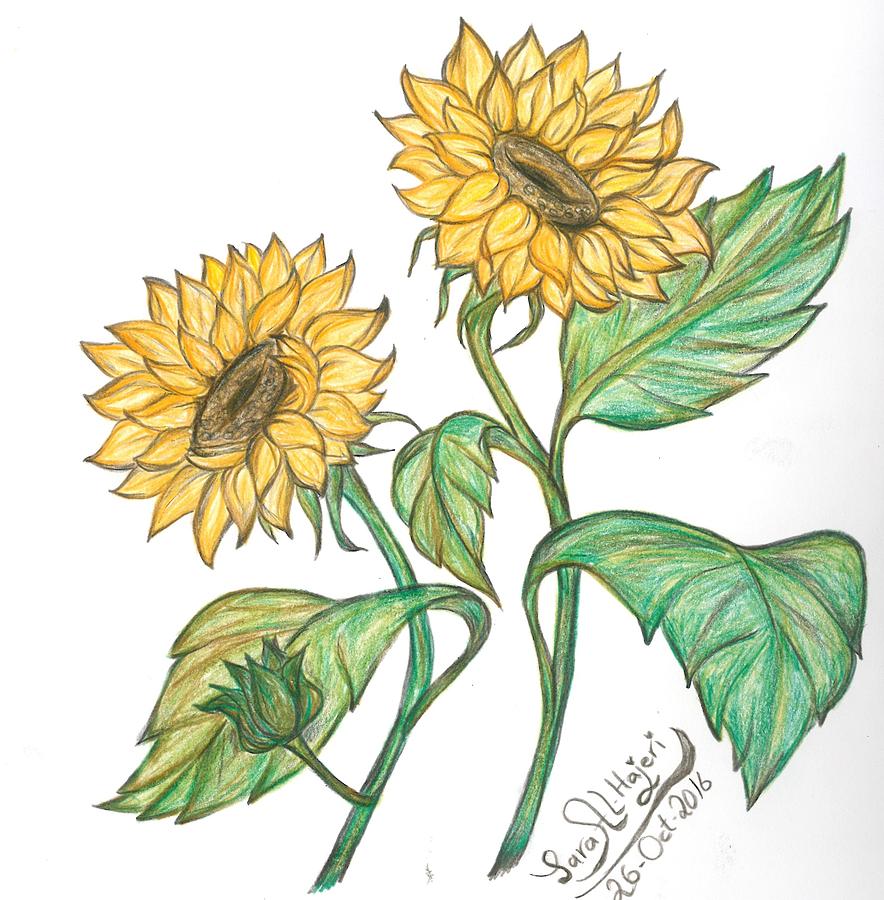 Sunflower Drawing by Sara Alhajeri