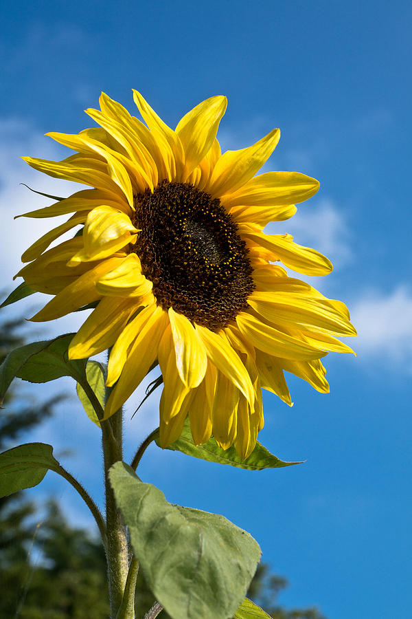 Sunflower Photograph by Scott Carruthers