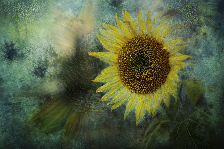 Sunflower Photograph - Sunflower Sea by Belinda Greb