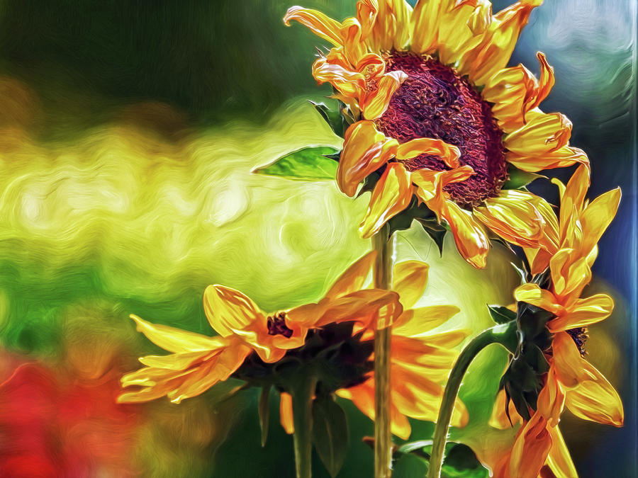 Sunflower Season Digital Art by Doctor MEHTA Sunflower Season Digital Art by Doctor MEHTA