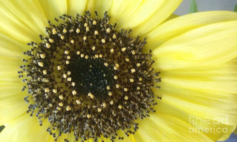 Sunflower  Photograph by Seaux-N-Seau Soileau