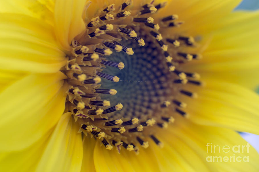Sunflower Photograph - Sunflower by Sebastien Coell