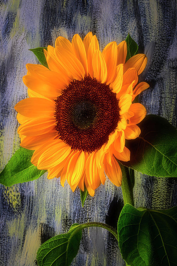 Sunflower Secrets Photograph by Garry Gay