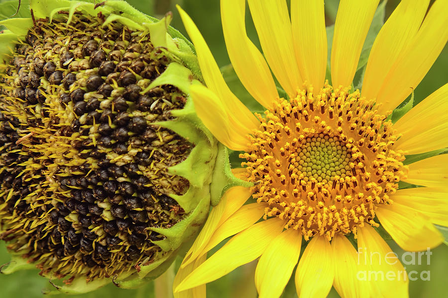Sunflower Seed Pods Photograph by Olga Hamilton