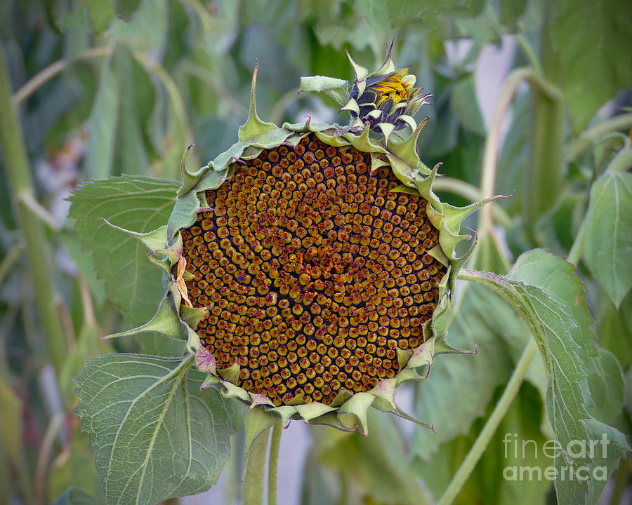 Flower Photograph - Sunflower Seedhead by Catherine Sherman