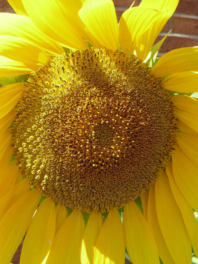Sunflower Seeds Photograph by Margie Avellino
