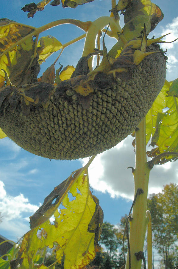 Sunflower seeds Photograph by Trish Hale