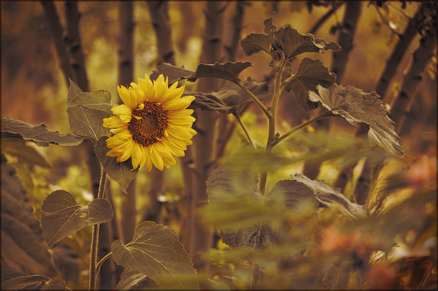 Sunflower Sentry Photograph by Douglas MooreZart