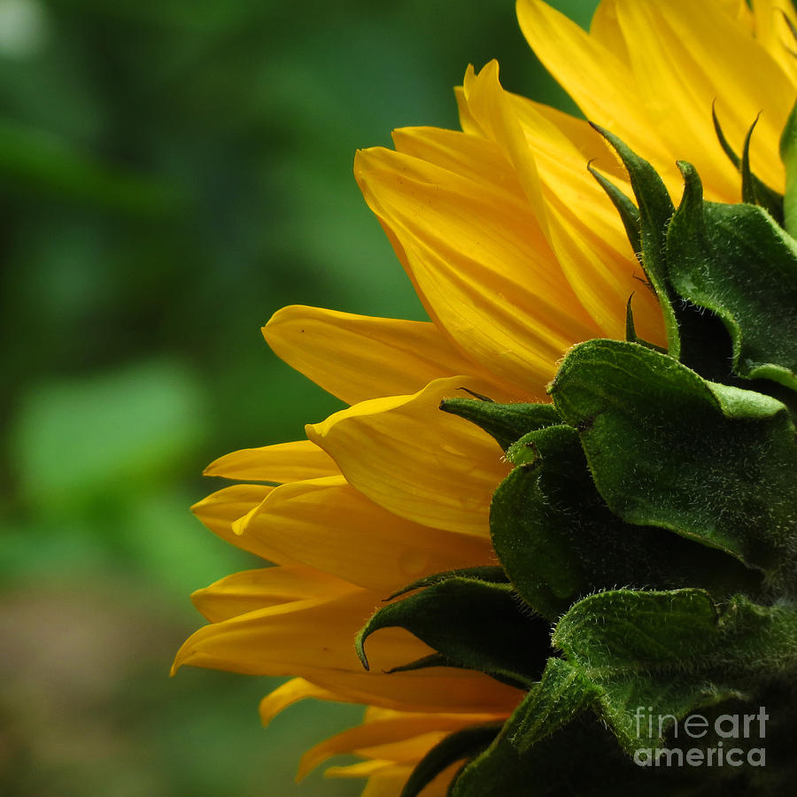SunFlower Series I Photograph by Adrian De Leon Art and Photography