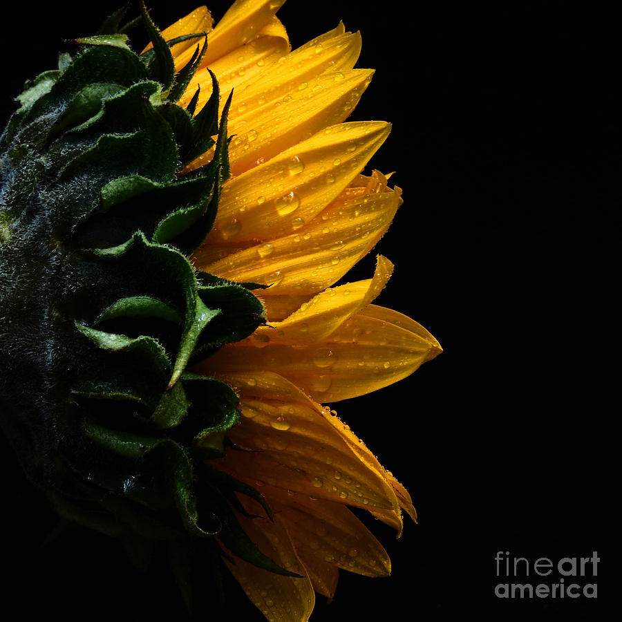 SunFlower Series III Photograph by Adrian De Leon Art and Photography