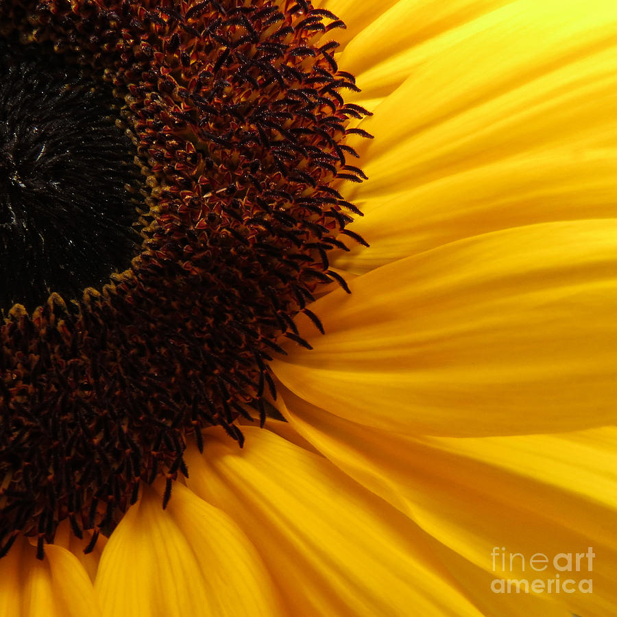 SunFlower Series IV Love This One Photograph by Adrian De Leon Art and Photography