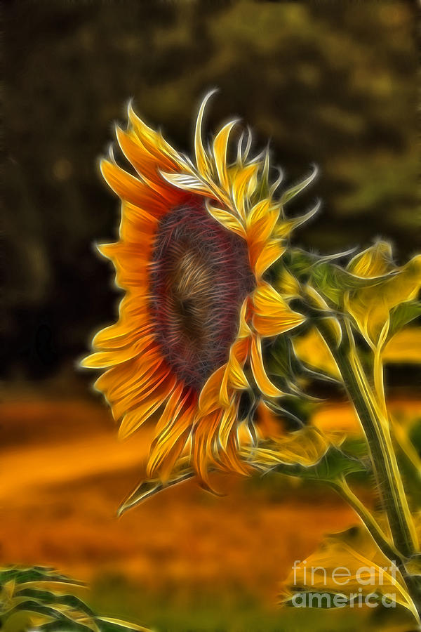 Sunflower Painting - Sunflower Series by Wendy Mogul