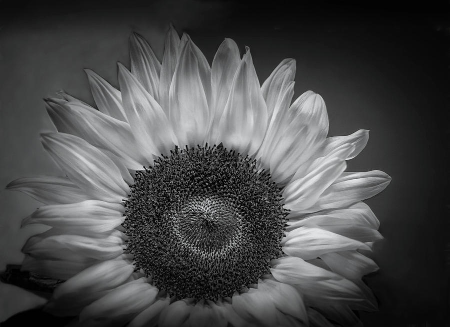 Sunflower Shades of Black and White Photograph by Mary Lynn Giacomini ...