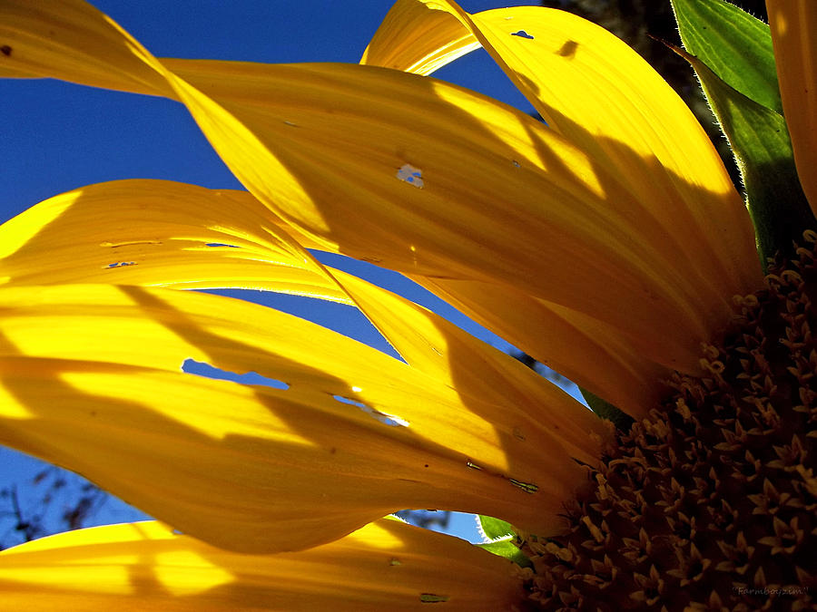 Sunflower Shadows Photograph by Harold Zimmer