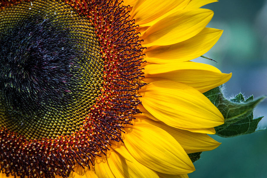 Sunflower Photograph by Shannon Kunkle