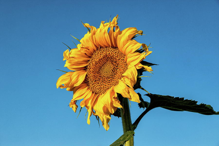Sunflower Shining Against the Blue Sky Photograph by Tony Hake