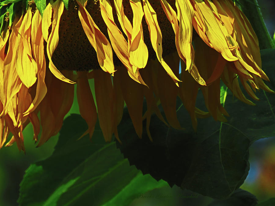 Sunflower Shower - Images from the Garden - Floral Photography - Macro Photograph by Brooks Garten Hauschild