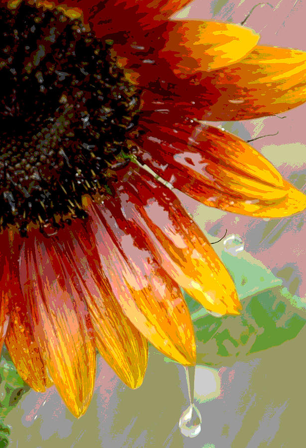 Sunflower Shower Photograph by Lori Mellen-Pagliaro