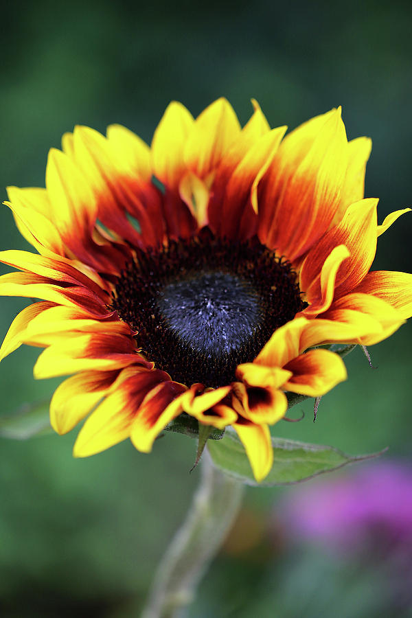 Sunflower Sights Photograph by Vanessa Thomas