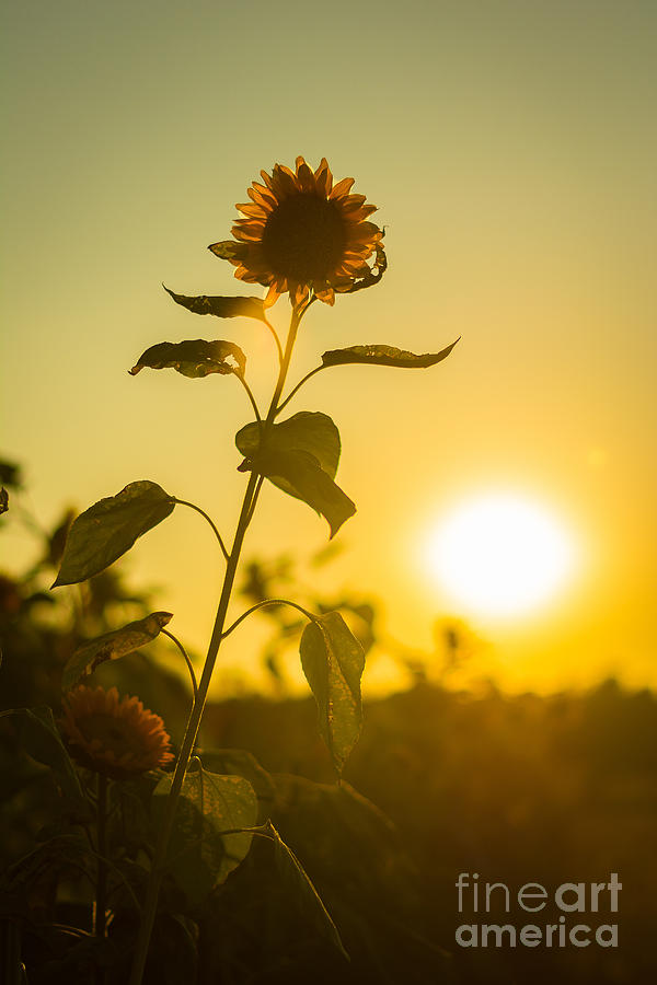 Sunflower Silhouette Photograph by Alissa Beth Photography