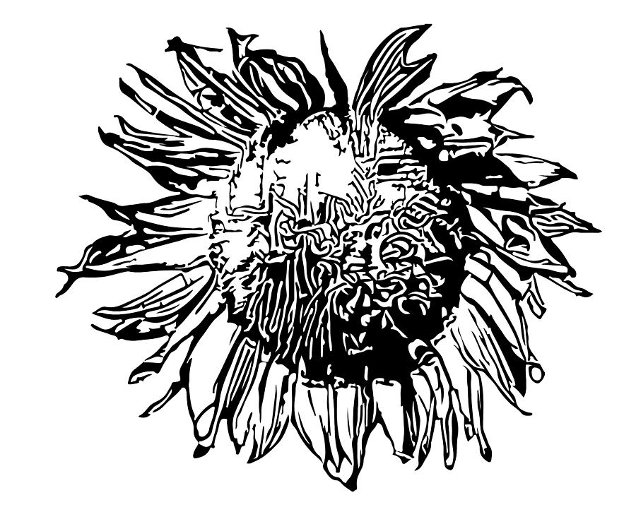 Sunflower silhouette Digital Art by Miroslav Nemecek