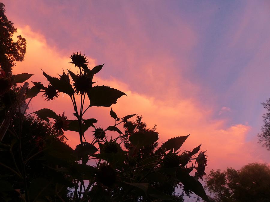 Sunset in Chatfield Photograph by Rosanne Licciardi