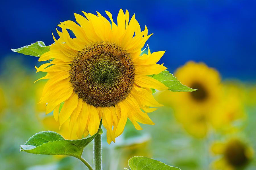 Sunflower Photograph - Sunflower by Silke Magino