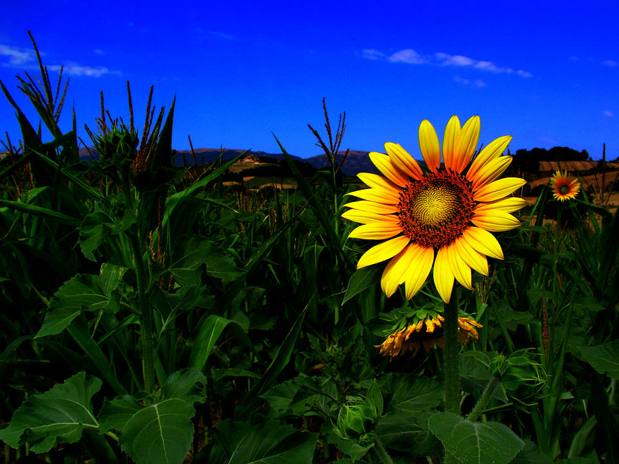 Sunflower Photograph by Silvia Ganora