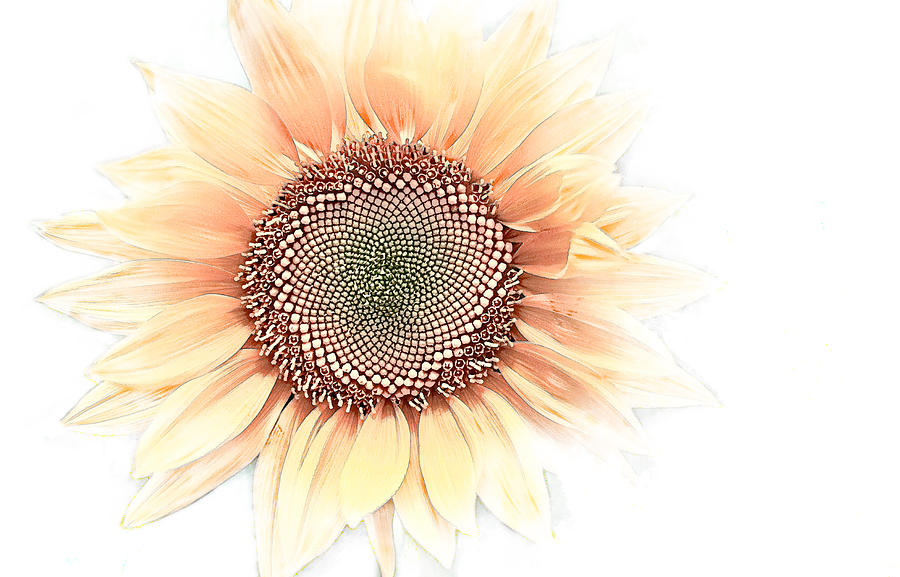 Sunflower Simple Digital Art by Terry Davis