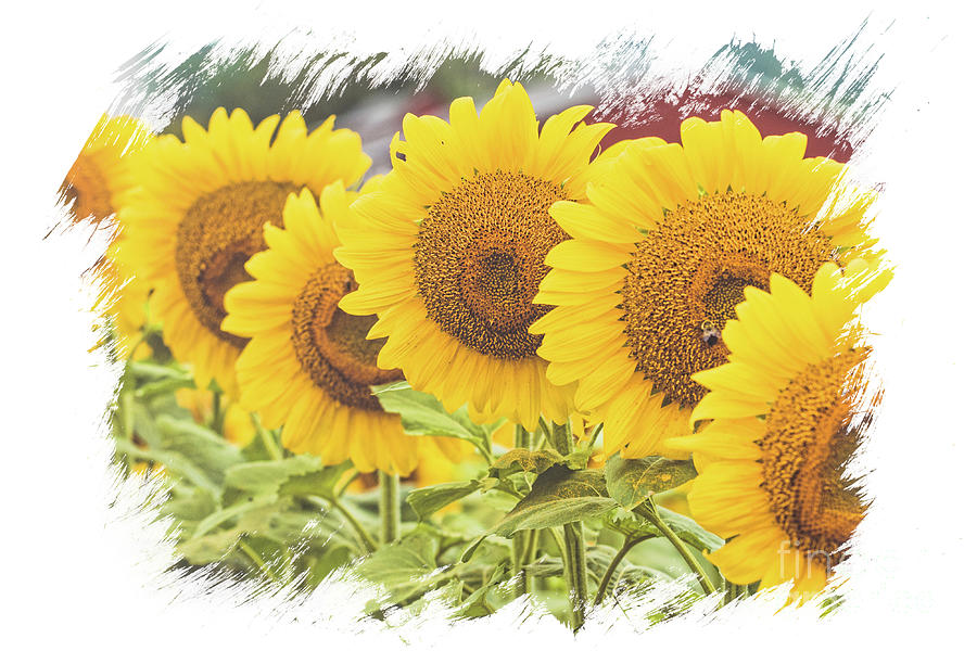 Sunflower Sisters Photograph